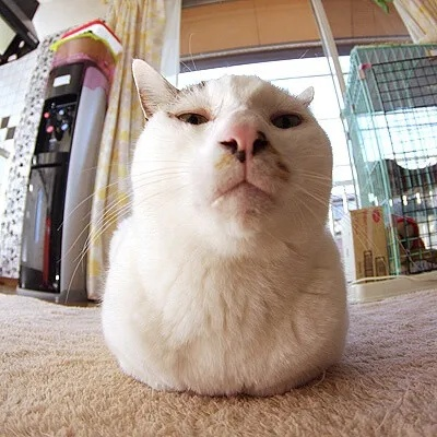 猥琐猫官方下载,高速方案规划 UHD款_v2.403