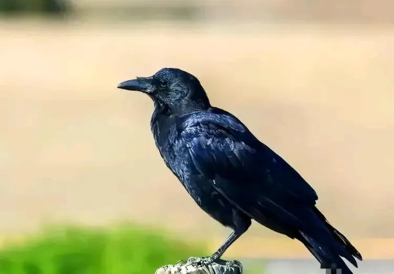 新版本乌鸦，绝对经典解释定义PT_v3.468软件评测介绍