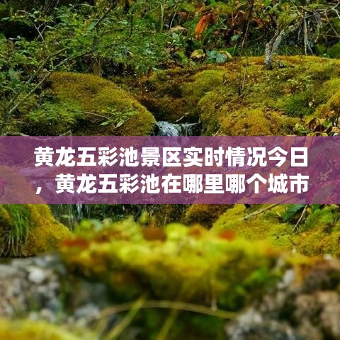 黄龙五彩池景区实时情况今日，黄龙五彩池在哪里哪个城市 