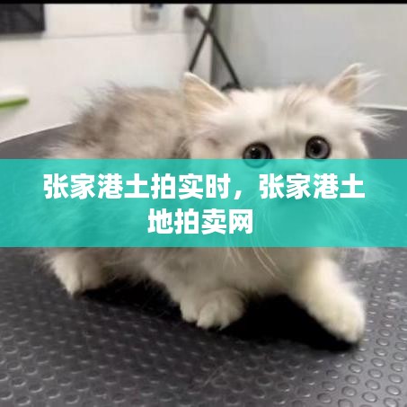 张家港土拍实时，张家港土地拍卖网 