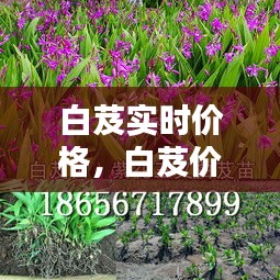 白芨实时价格，白芨价格行情走势 