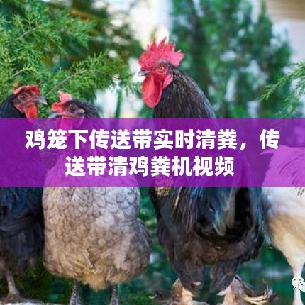鸡笼下传送带实时清粪，传送带清鸡粪机视频 
