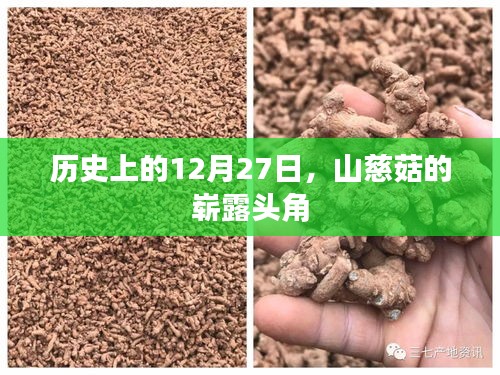 山慈菇崭露头角的历史时刻回顾