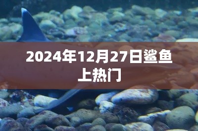 鲨鱼热潮来袭，揭秘热门背后的故事