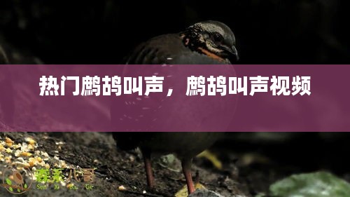 热门鹧鸪叫声，鹧鸪叫声视频 