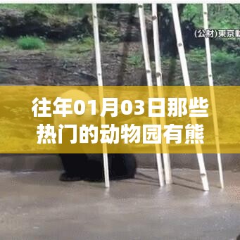 『元旦后热门动物园熊猫抢先看』