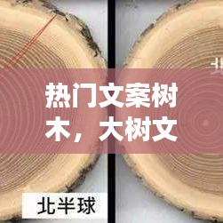 热门文案树木，大树文案 