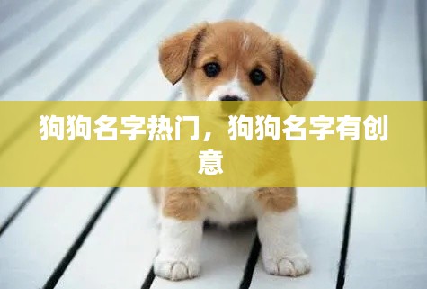 狗狗名字热门，狗狗名字有创意 