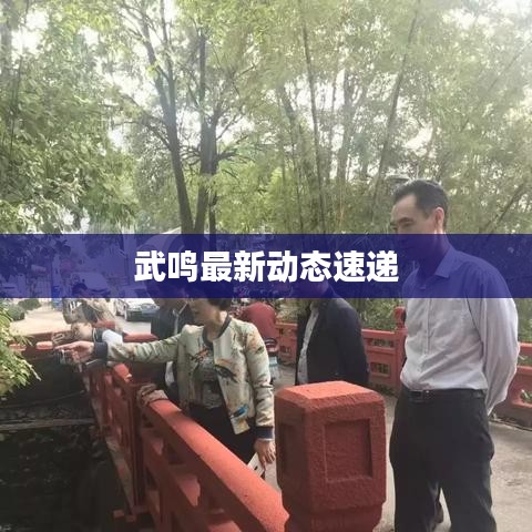 武鸣最新动态速递