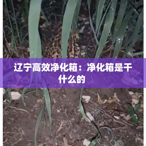 辽宁高效净化箱：净化箱是干什么的 
