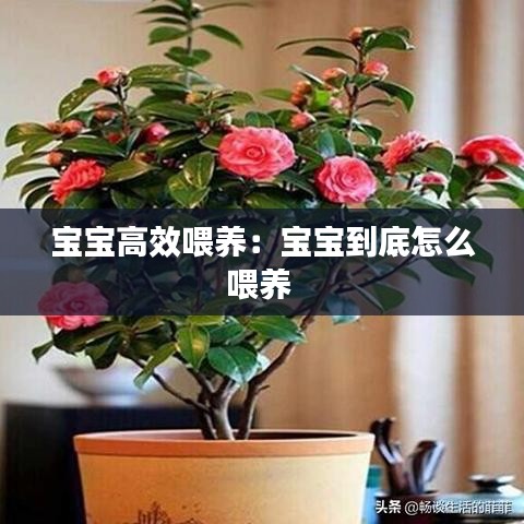 宝宝高效喂养：宝宝到底怎么喂养 
