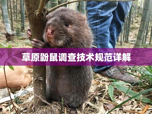 草原鼢鼠调查技术规范详解