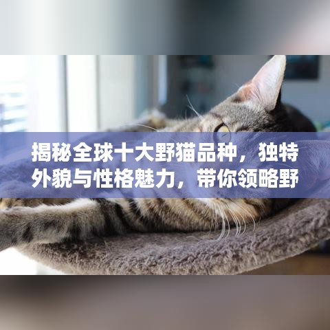 揭秘全球十大野猫品种，独特外貌与性格魅力，带你领略野生猫科魅力