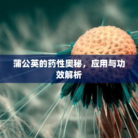 蒲公英的药性奥秘，应用与功效解析