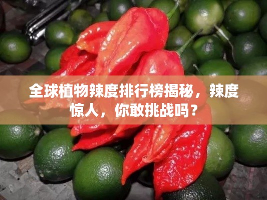 全球植物辣度排行榜揭秘，辣度惊人，你敢挑战吗？
