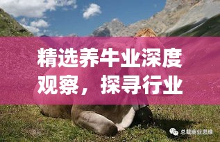 精选养牛业深度观察，探寻行业新篇章，洞悉发展大势