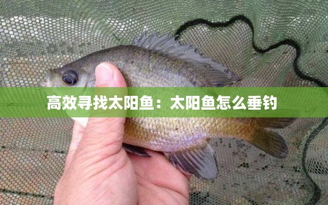 高效寻找太阳鱼：太阳鱼怎么垂钓 