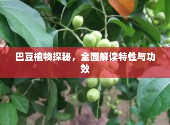 巴豆植物探秘，全面解读特性与功效