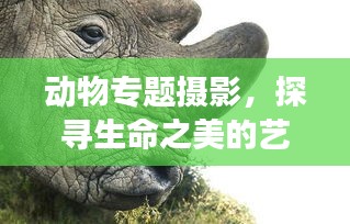动物专题摄影，探寻生命之美的艺术之旅