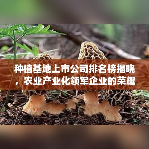 下里巴人 第2页