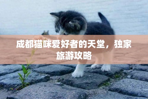 成都猫咪爱好者的天堂，独家旅游攻略