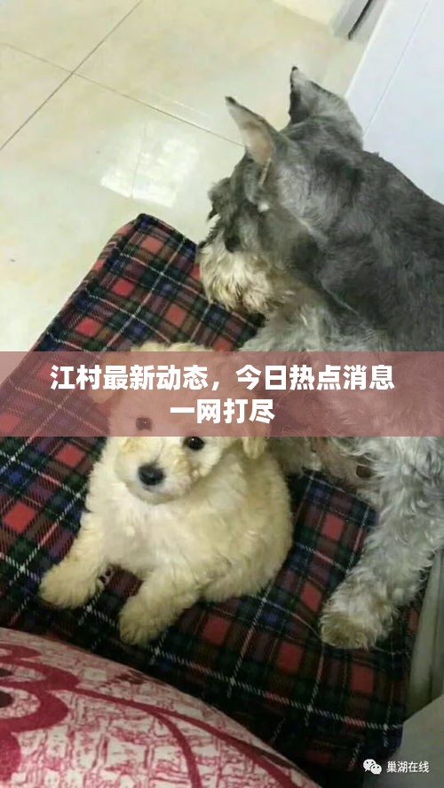 江村最新动态，今日热点消息一网打尽