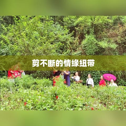 剪不断的情缘纽带