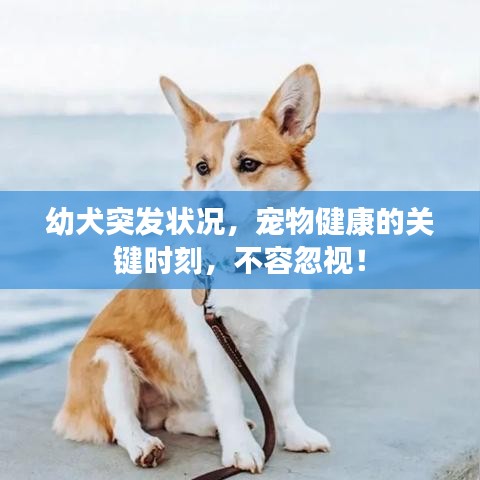 幼犬突发状况，宠物健康的关键时刻，不容忽视！