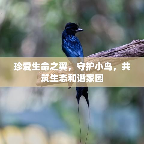 珍爱生命之翼，守护小鸟，共筑生态和谐家园