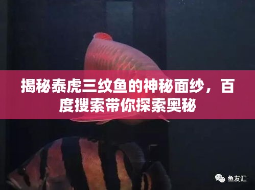 揭秘泰虎三纹鱼的神秘面纱，百度搜索带你探索奥秘