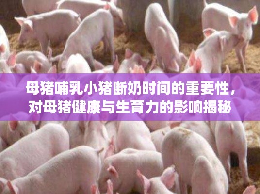 母猪哺乳小猪断奶时间的重要性，对母猪健康与生育力的影响揭秘