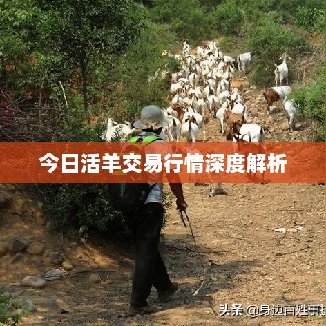 今日活羊交易行情深度解析