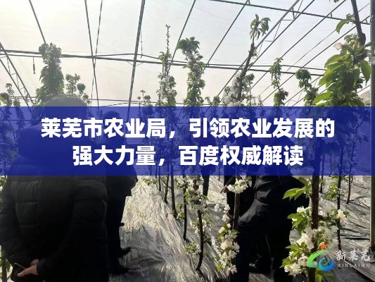 莱芜市农业局，引领农业发展的强大力量，百度权威解读