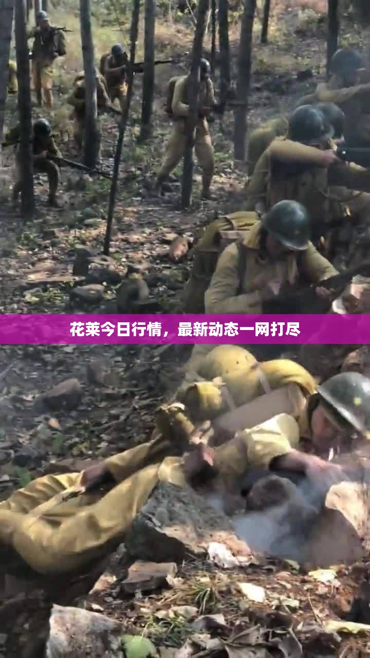 花莱今日行情，最新动态一网打尽