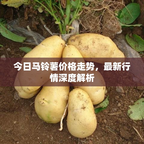 今日马铃薯价格走势，最新行情深度解析