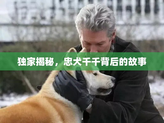 独家揭秘，忠犬千千背后的故事