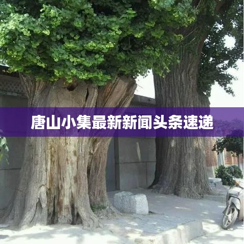 唐山小集最新新闻头条速递