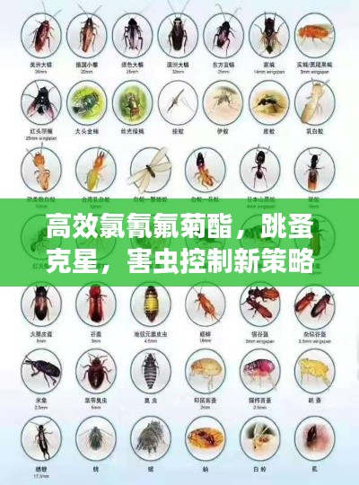 高效氯氰氟菊酯，跳蚤克星，害虫控制新策略