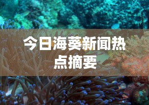 今日海葵新闻热点摘要