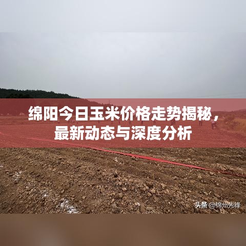 质而不俚
