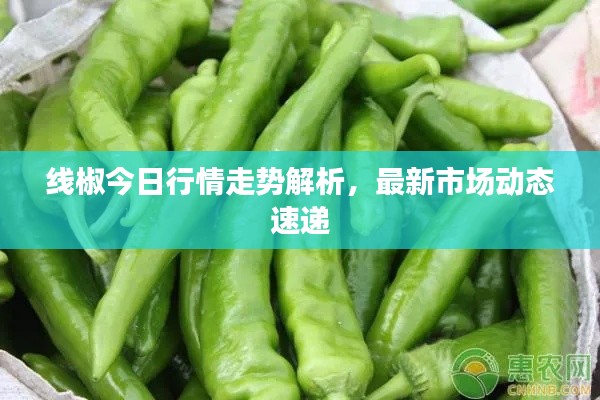 线椒今日行情走势解析，最新市场动态速递