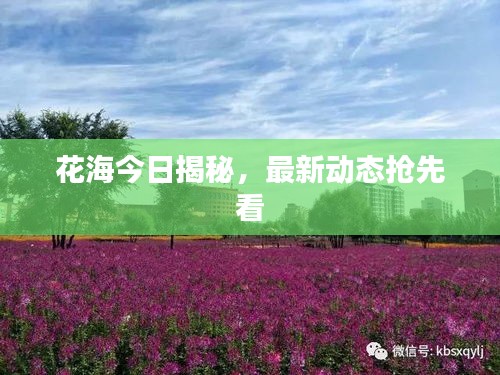 花海今日揭秘，最新动态抢先看