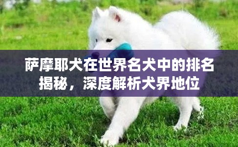萨摩耶犬在世界名犬中的排名揭秘，深度解析犬界地位